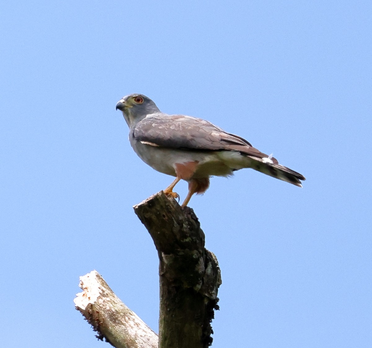 Rufous-thighed Kite - ML646595506