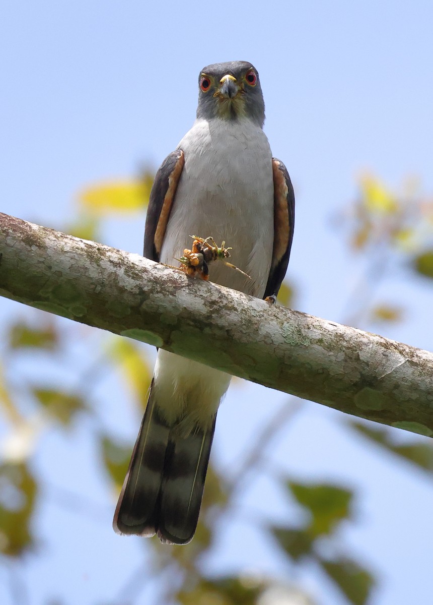 Rufous-thighed Kite - ML646595507