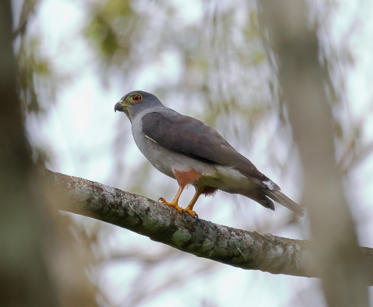Rufous-thighed Kite - ML646595508