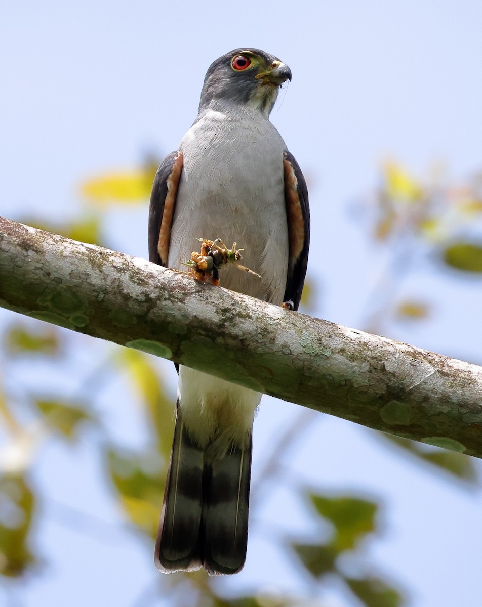 Rufous-thighed Kite - ML646595509