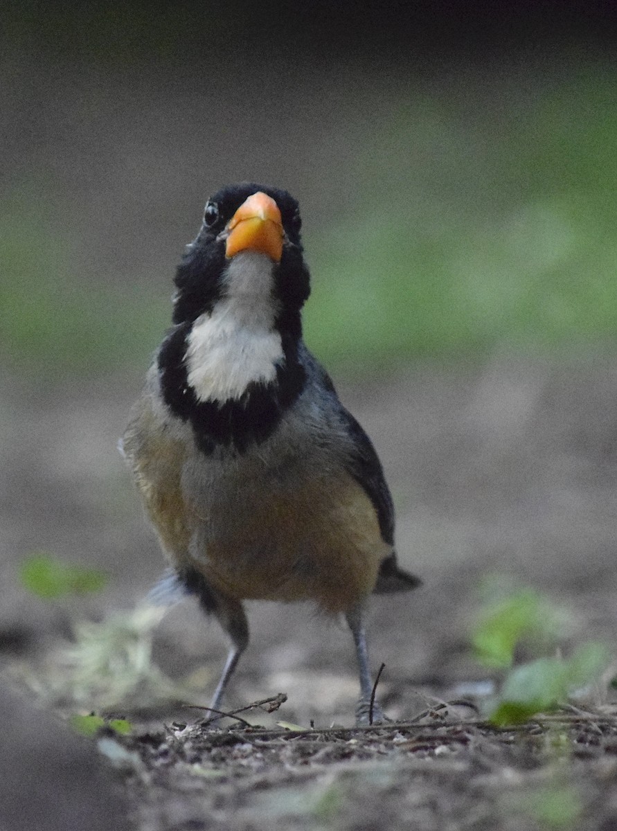 Golden-billed Saltator - ML646595513