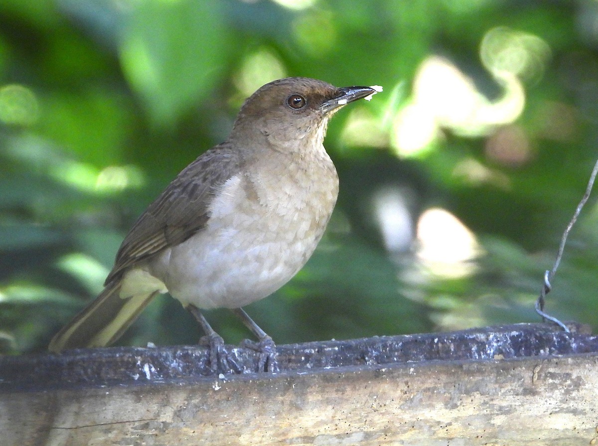 Zorzal Piquinegro (Andino) - ML646595514