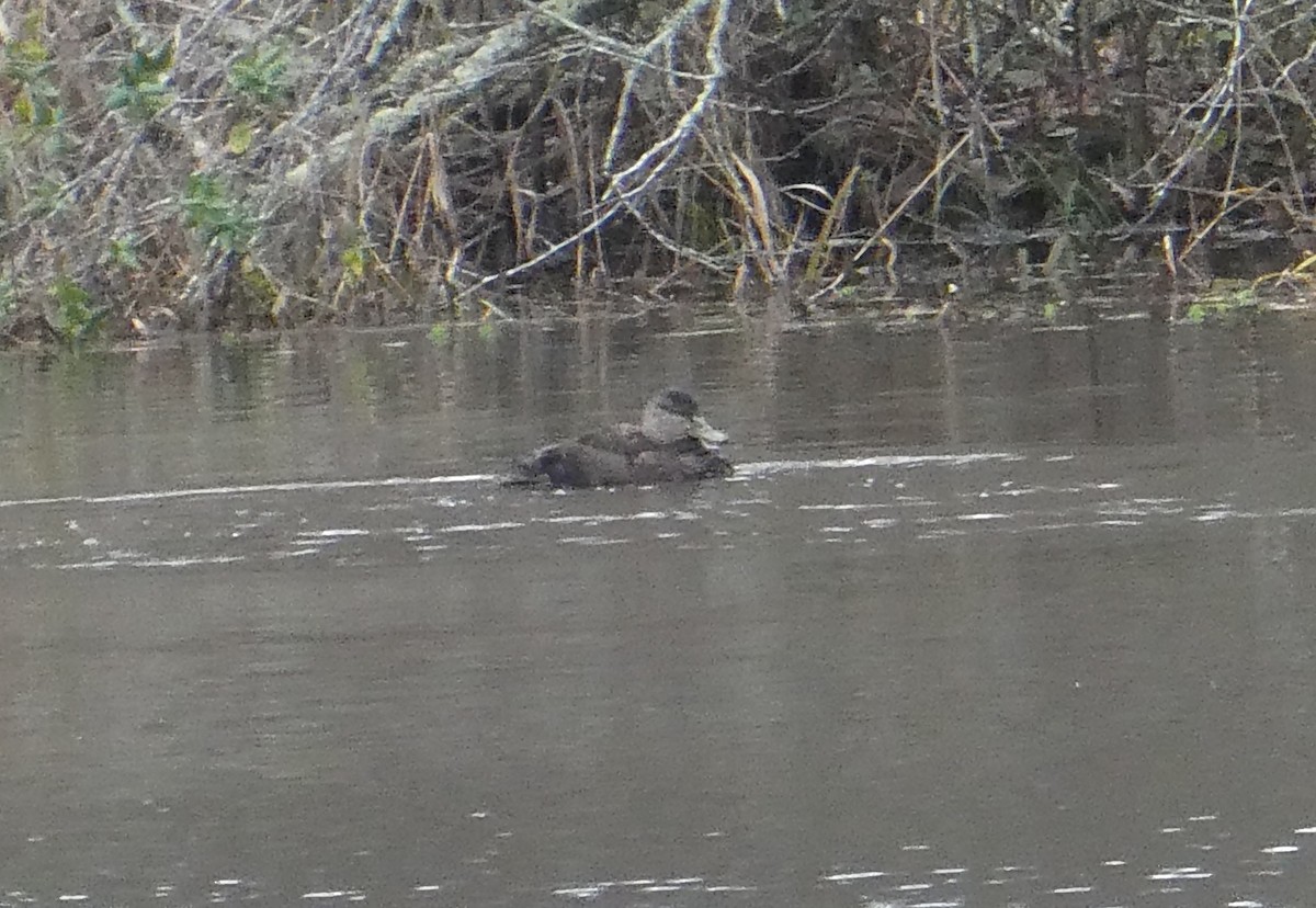 American Black Duck - ML646595515