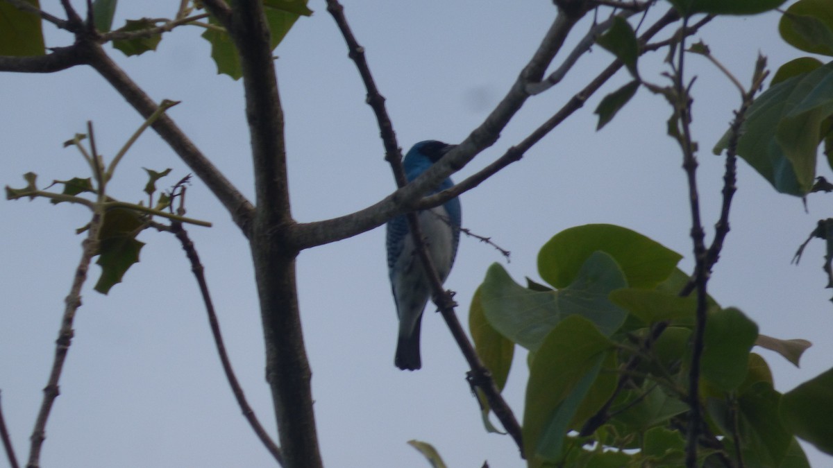Swallow Tanager - ML646595517