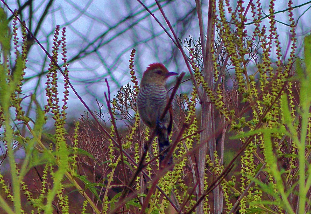 Rufous-capped Antshrike - ML646595521