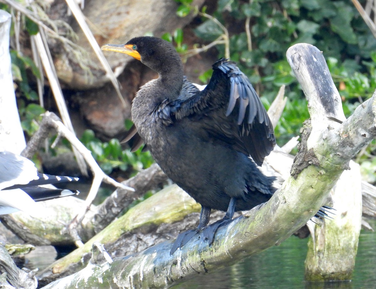 Double-crested Cormorant - ML646595522