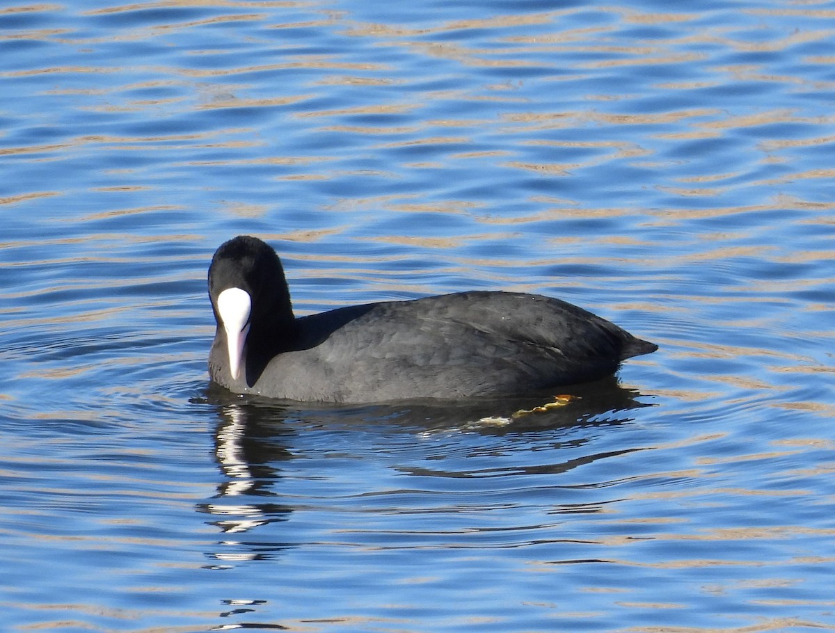 Eurasian Coot - ML646595534