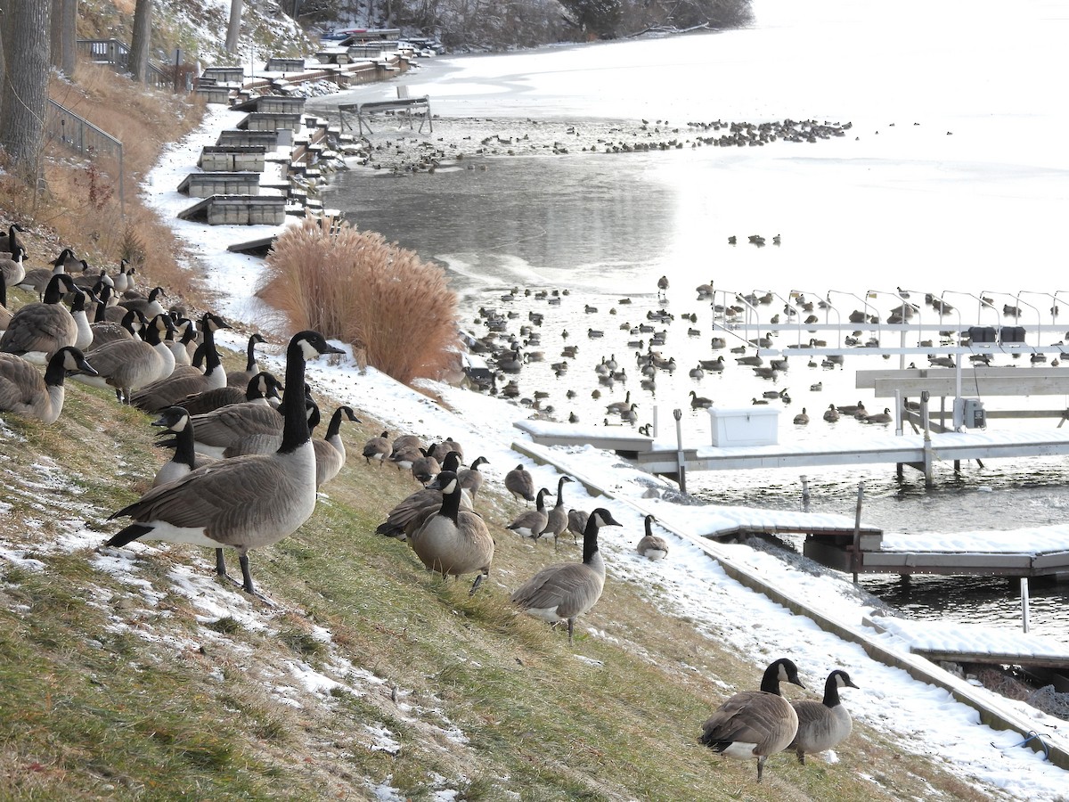 Canada Goose - ML646595546