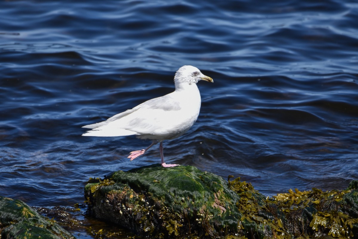 Iceland Gull - ML646595548