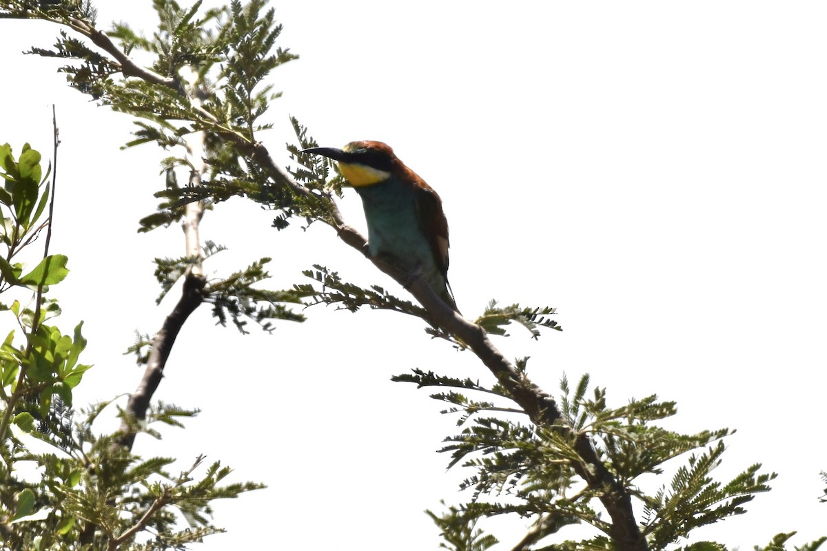 European Bee-eater - ML646595554