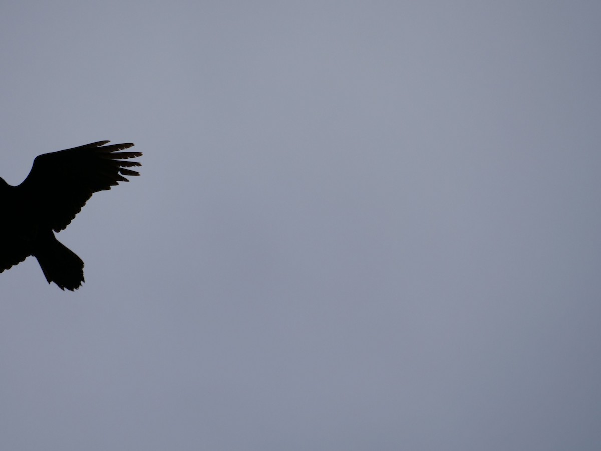 Хон хэрээ - ML646595557