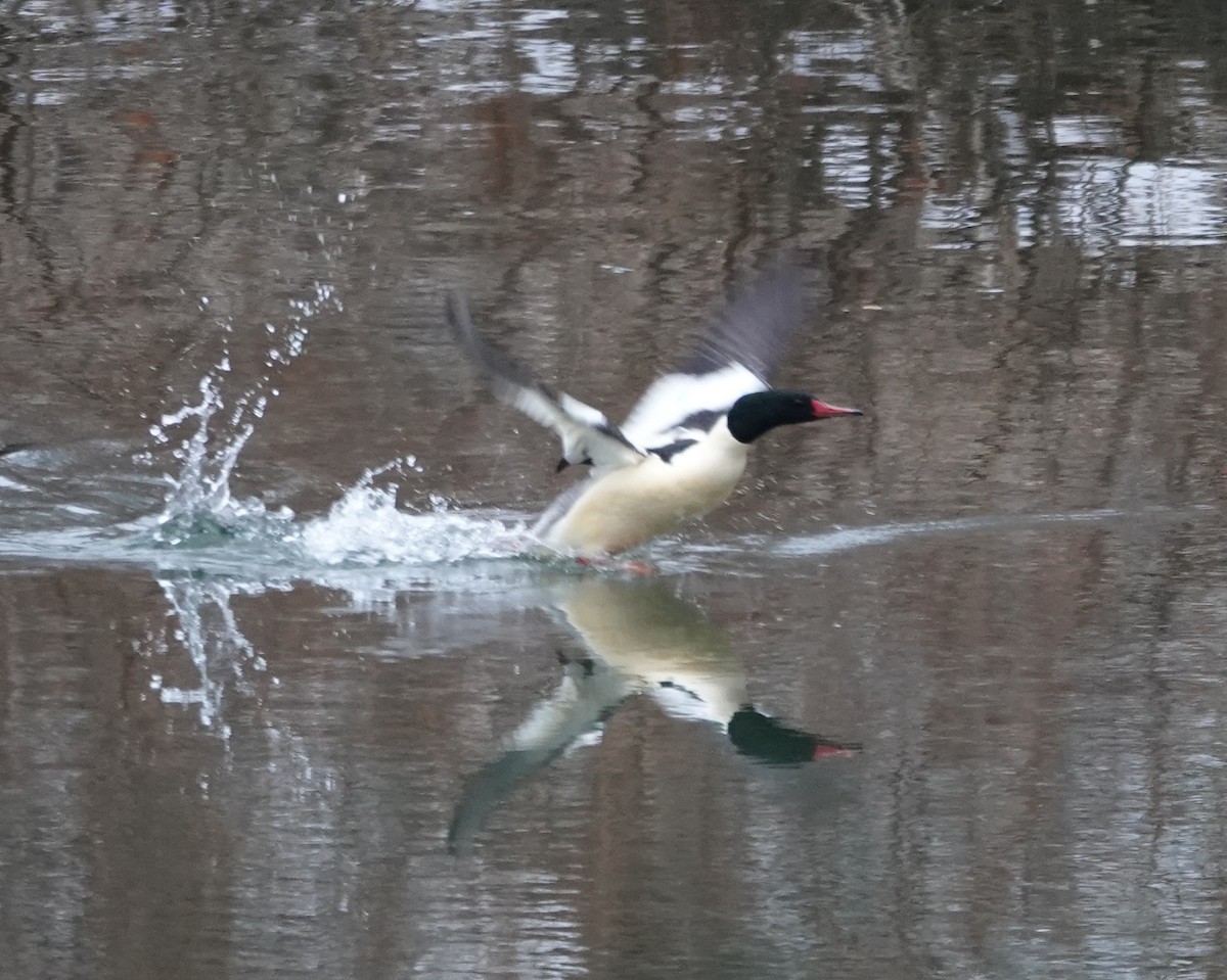 Serreta Grande - ML646595560