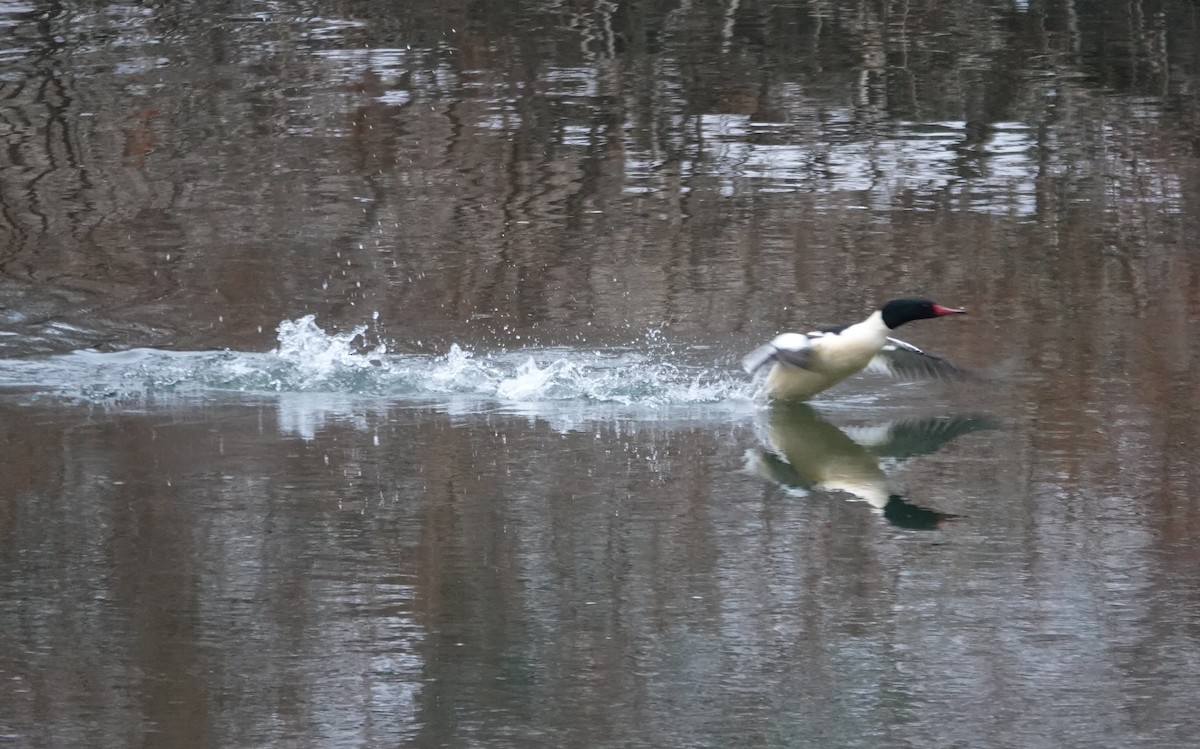 Serreta Grande - ML646595561