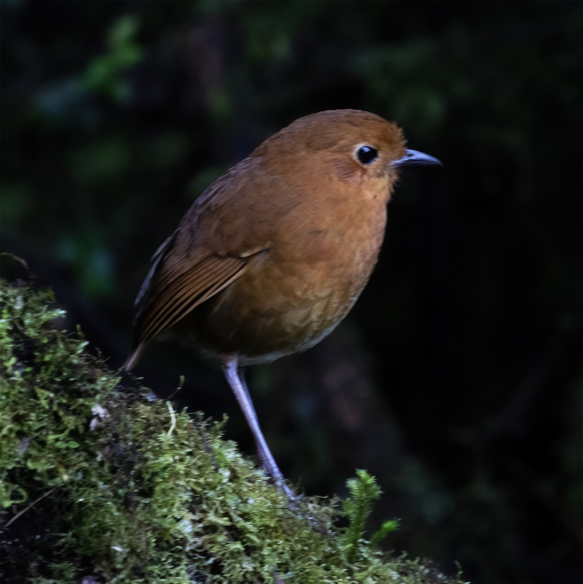 Equatorial Antpitta - ML646595564