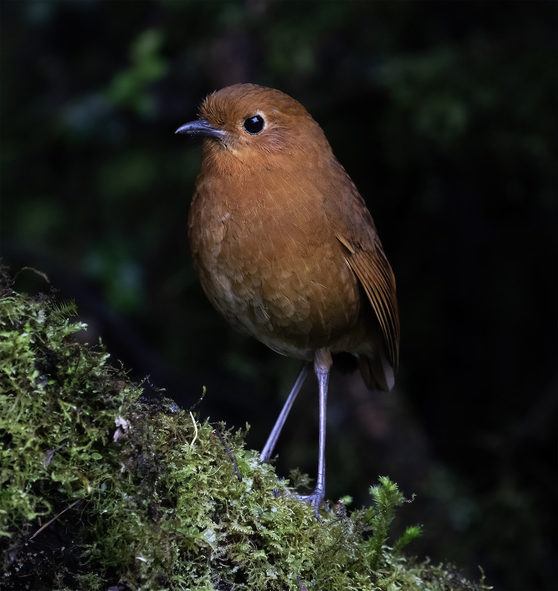 Equatorial Antpitta - ML646595565