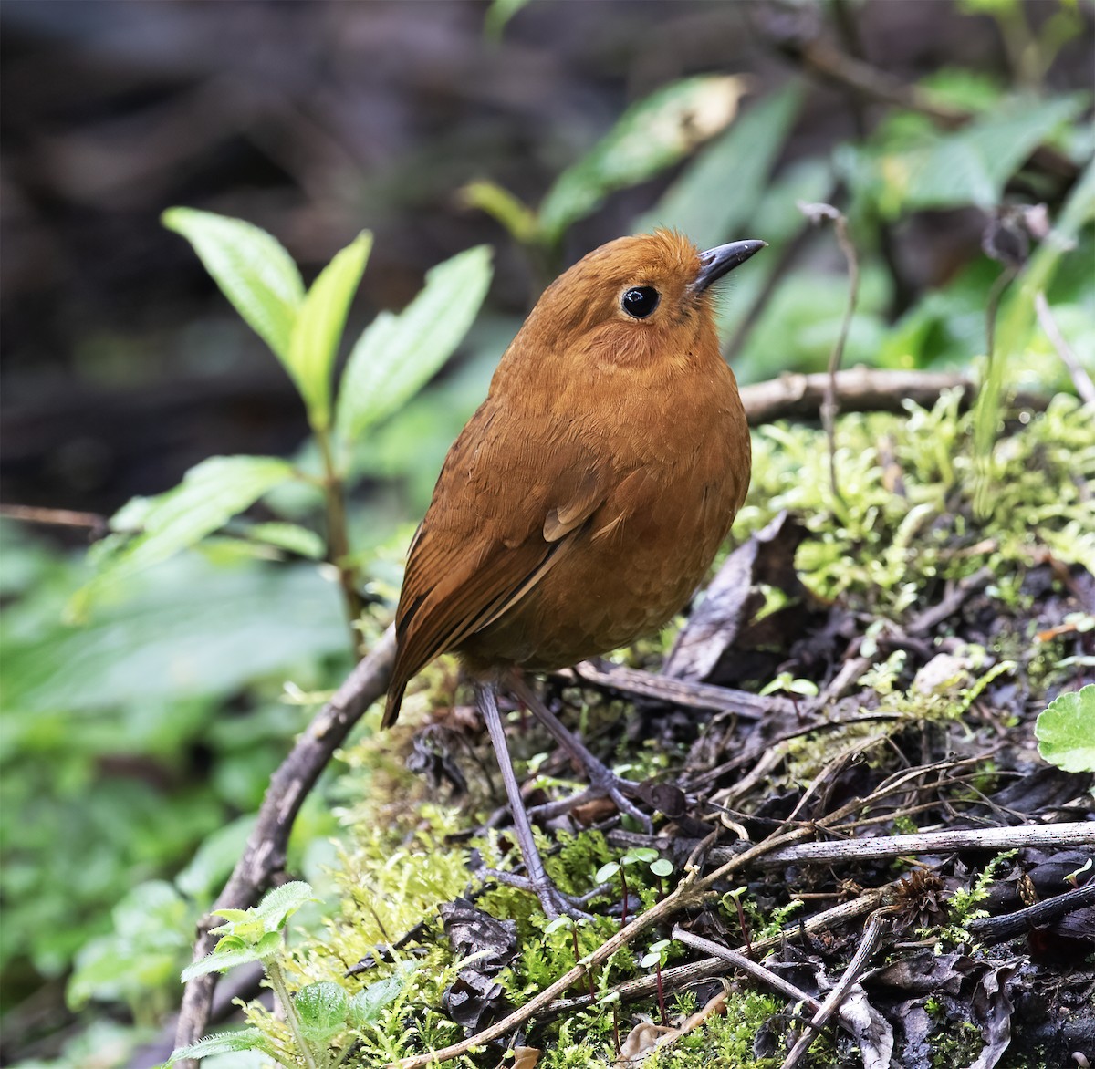 Equatorial Antpitta - ML646595566