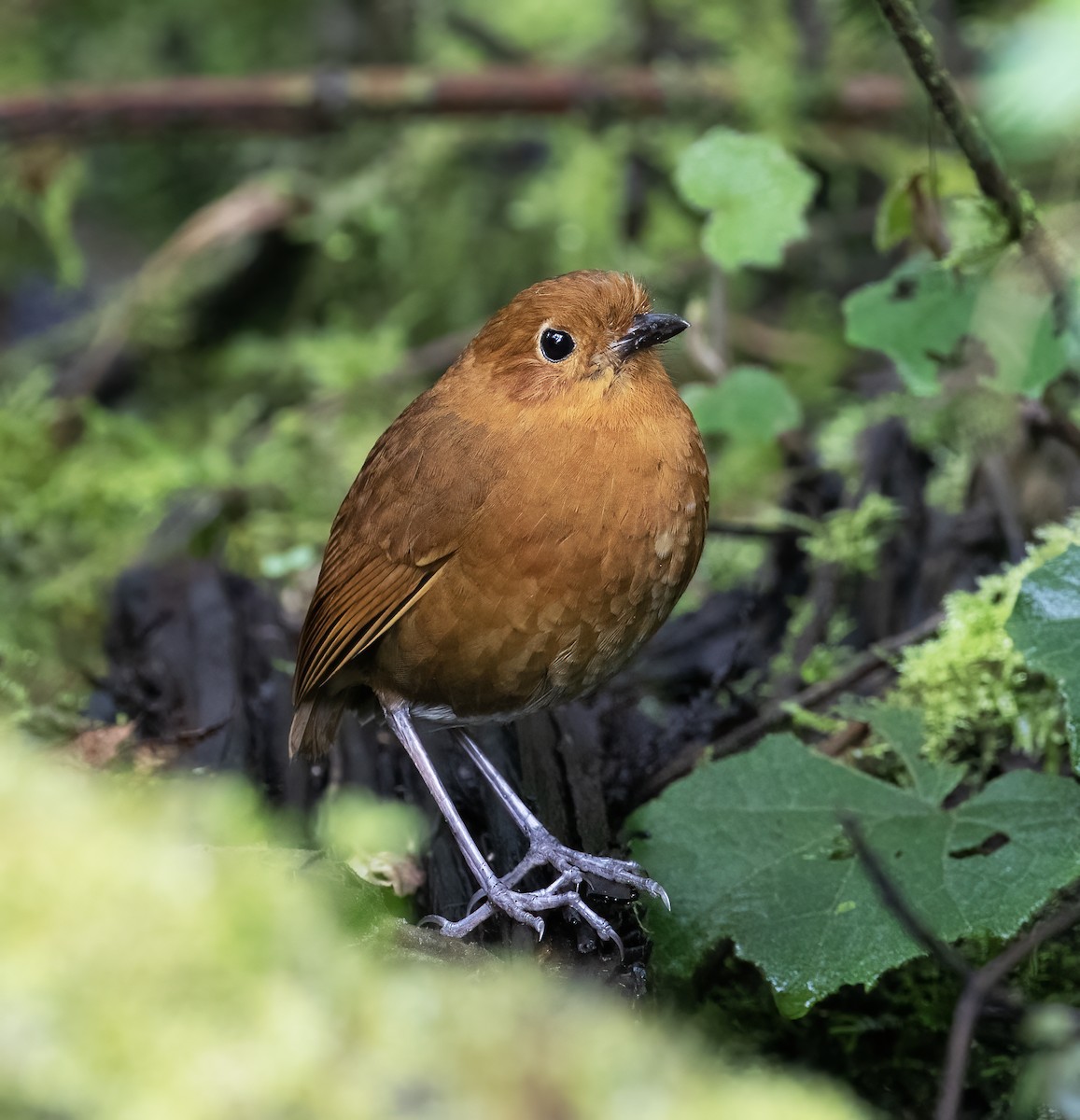 Equatorial Antpitta - ML646595567