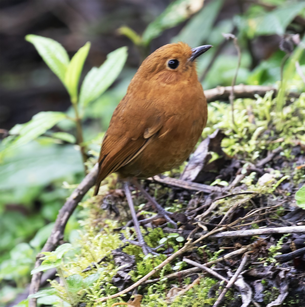 Equatorial Antpitta - ML646595568