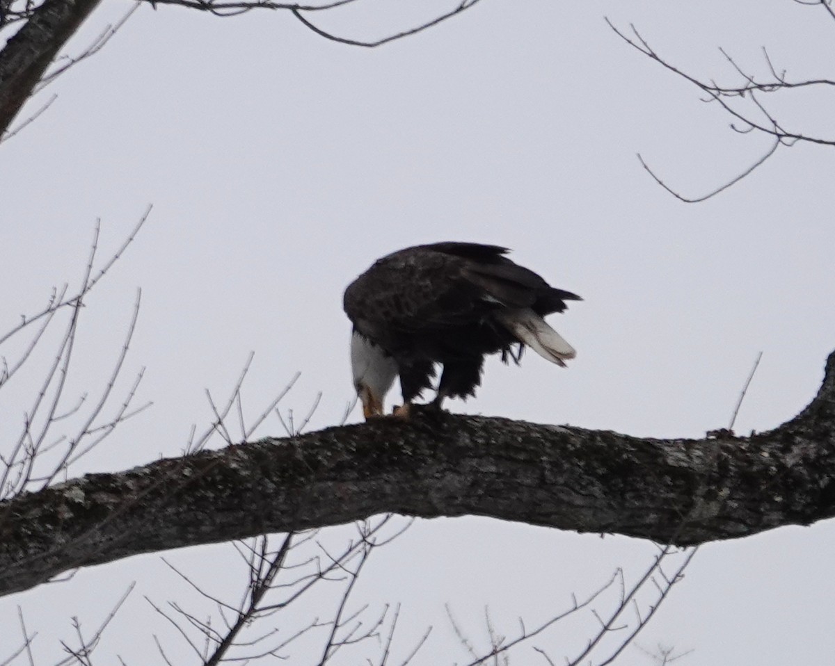 Pygargue à tête blanche - ML646595569
