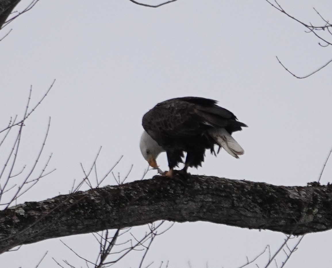 Pygargue à tête blanche - ML646595570