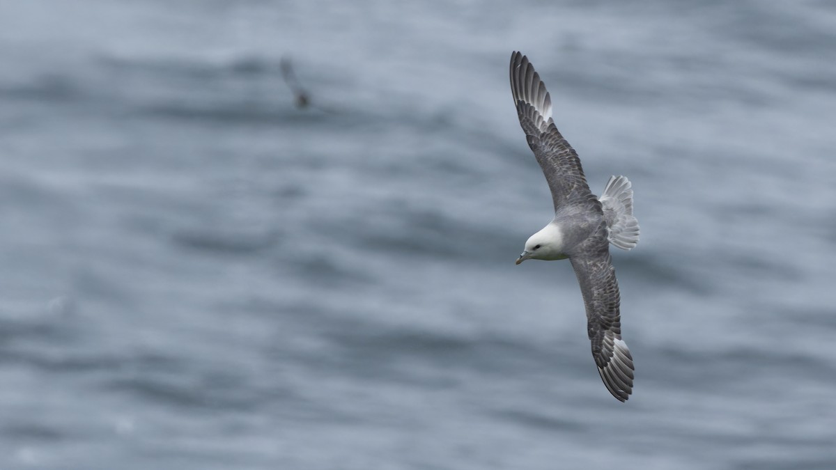 Northern Fulmar - ML646595571