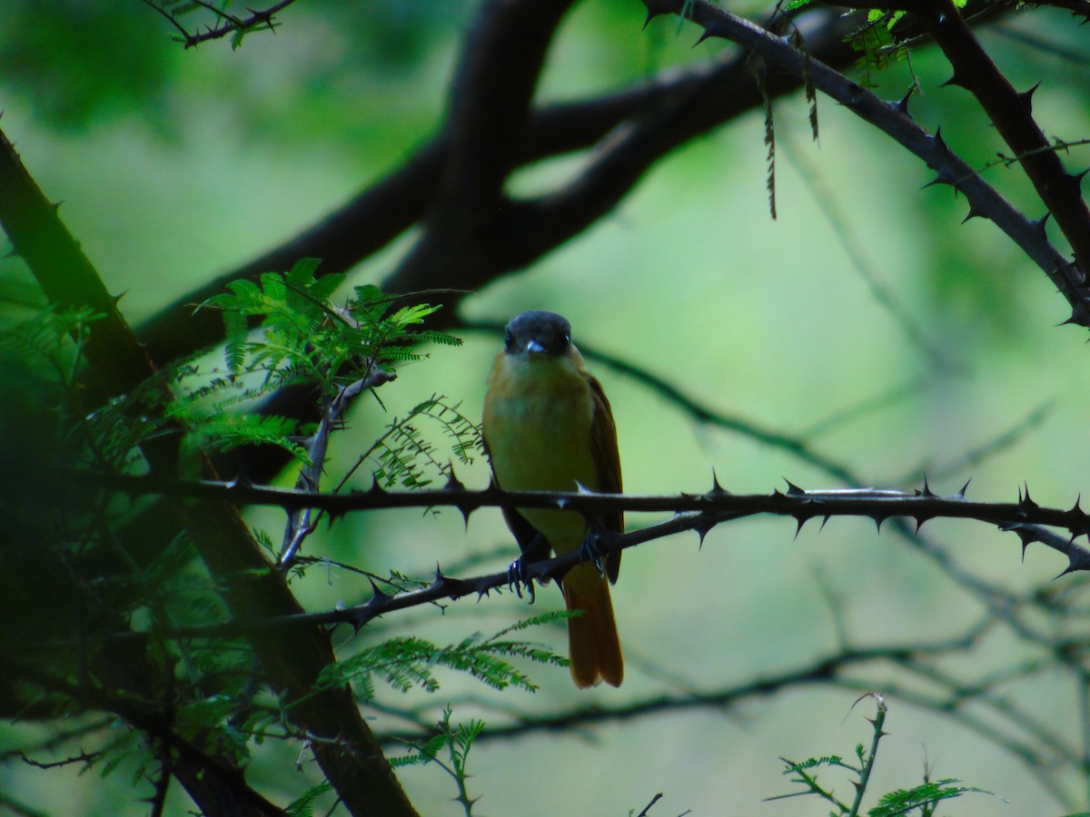 Rose-throated Becard - ML646595573