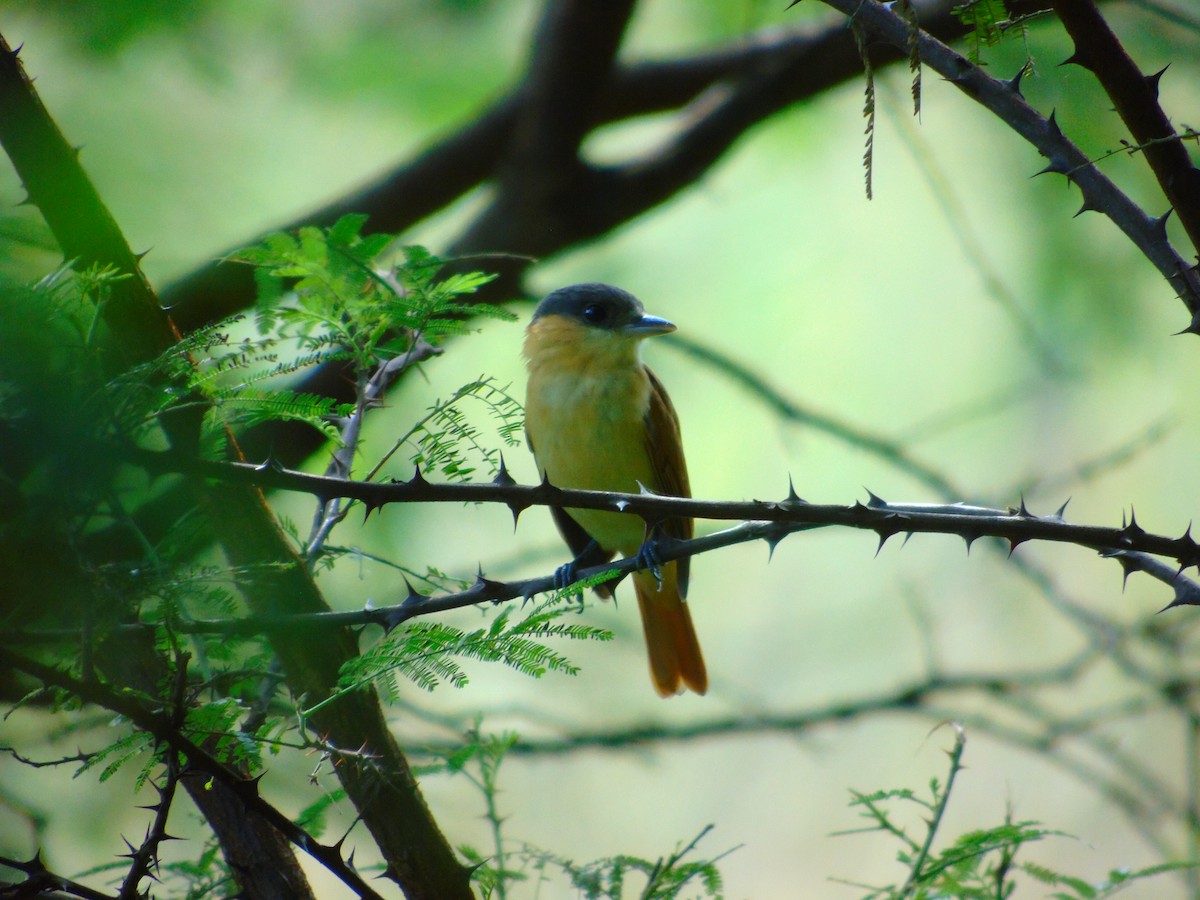 Rose-throated Becard - ML646595574