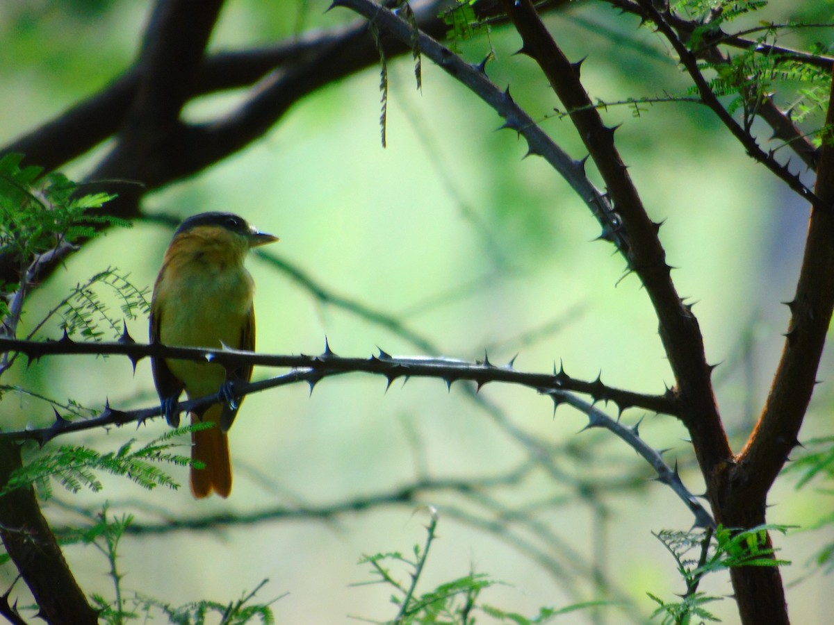 Rose-throated Becard - ML646595575