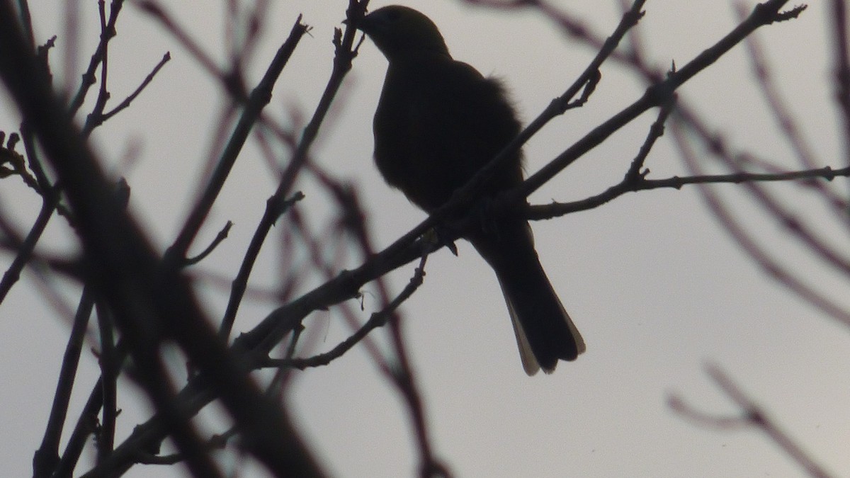 Palm Tanager - ML646595576