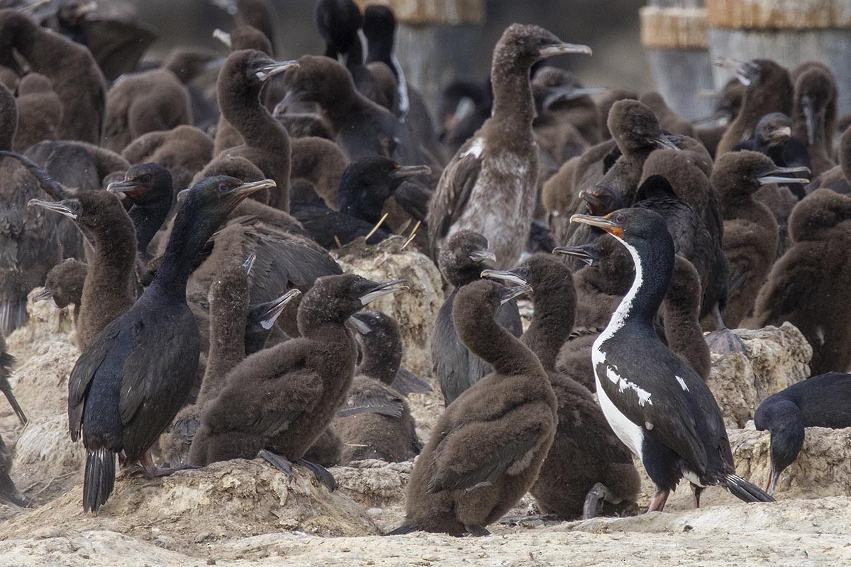 Stewart Island Shag (Otago) - ML646595577