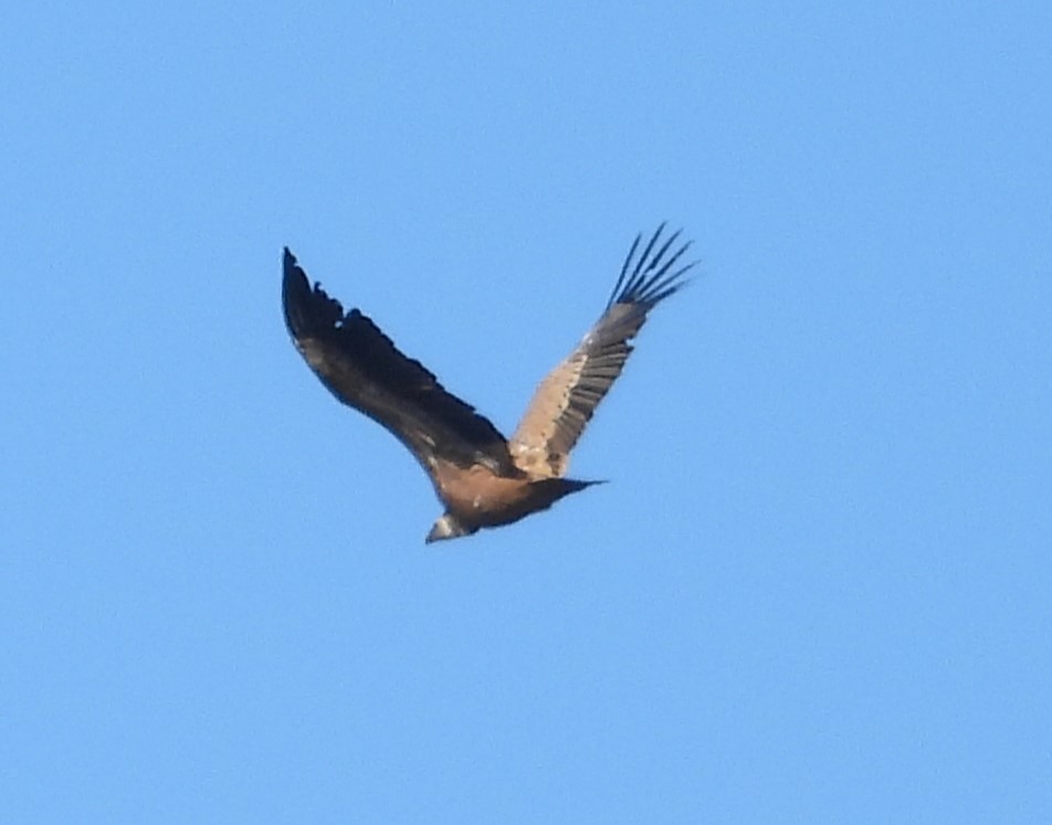 Eurasian Griffon - ML646595578