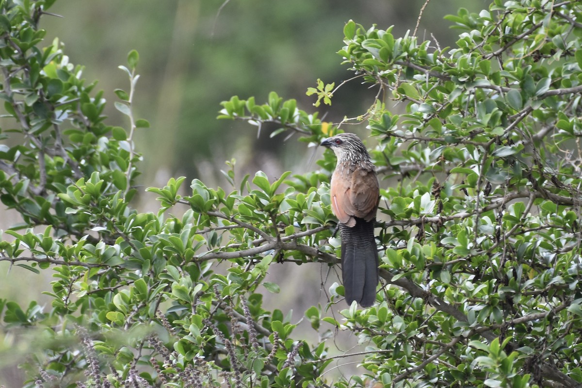 White-browed Coucal - ML646595588