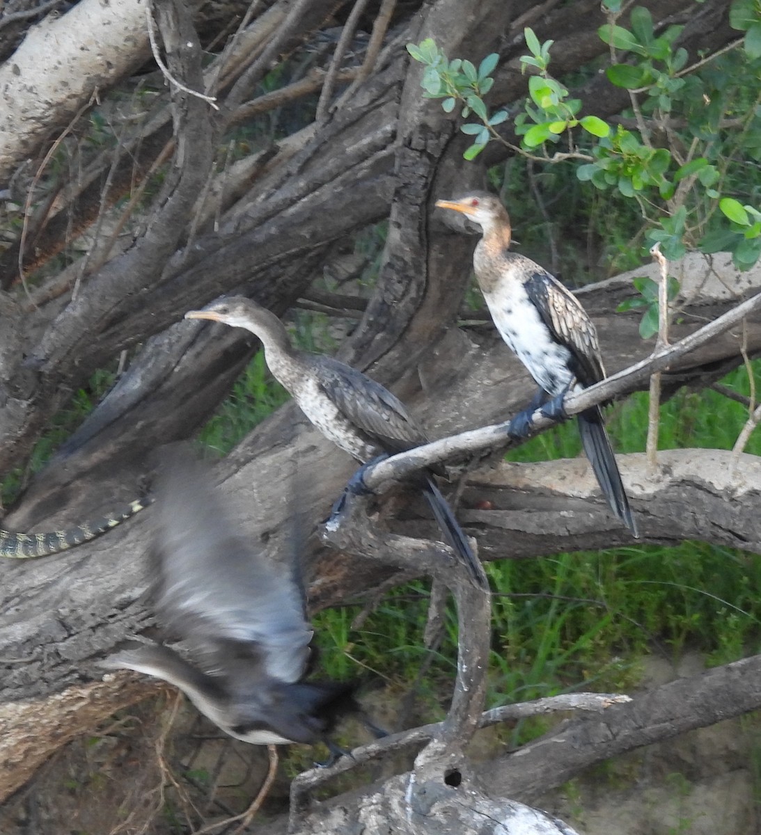 langstjertskarv - ML646595589