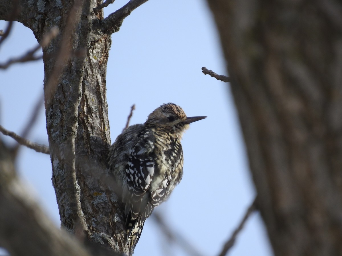 Sarı Karınlı Ağaçkakan - ML646595596