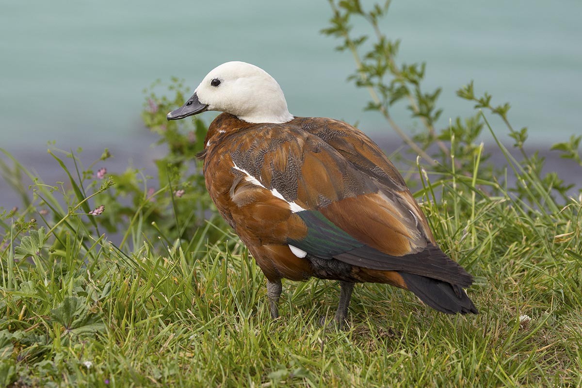 Paradise Shelduck - ML646595597