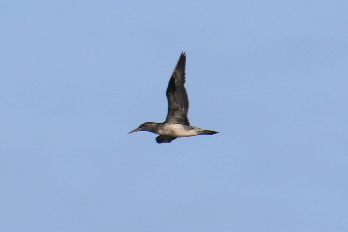 Alcatraz Atlántico - ML646595598