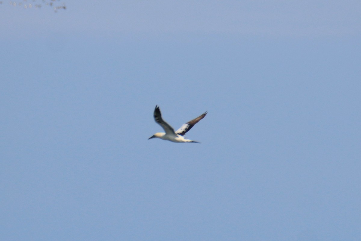 Alcatraz Atlántico - ML646595599