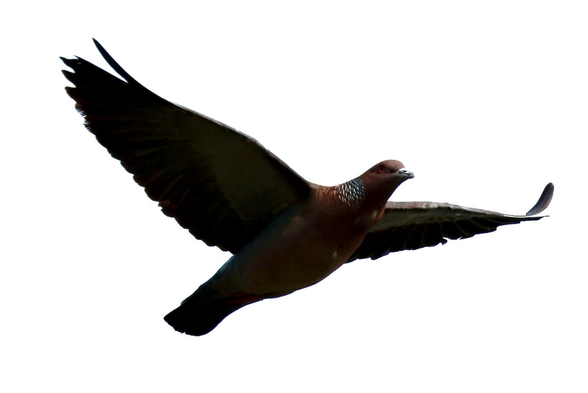 Pikazuro Güvercini - ML646595600