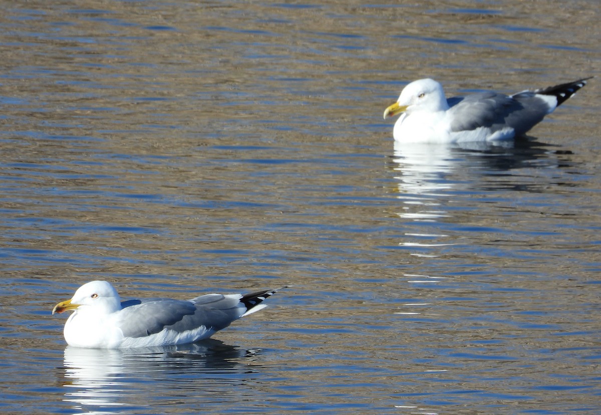 Yellow-legged Gull - ML646595601