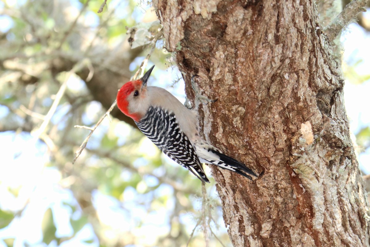 Carpintero de Carolina - ML646595602
