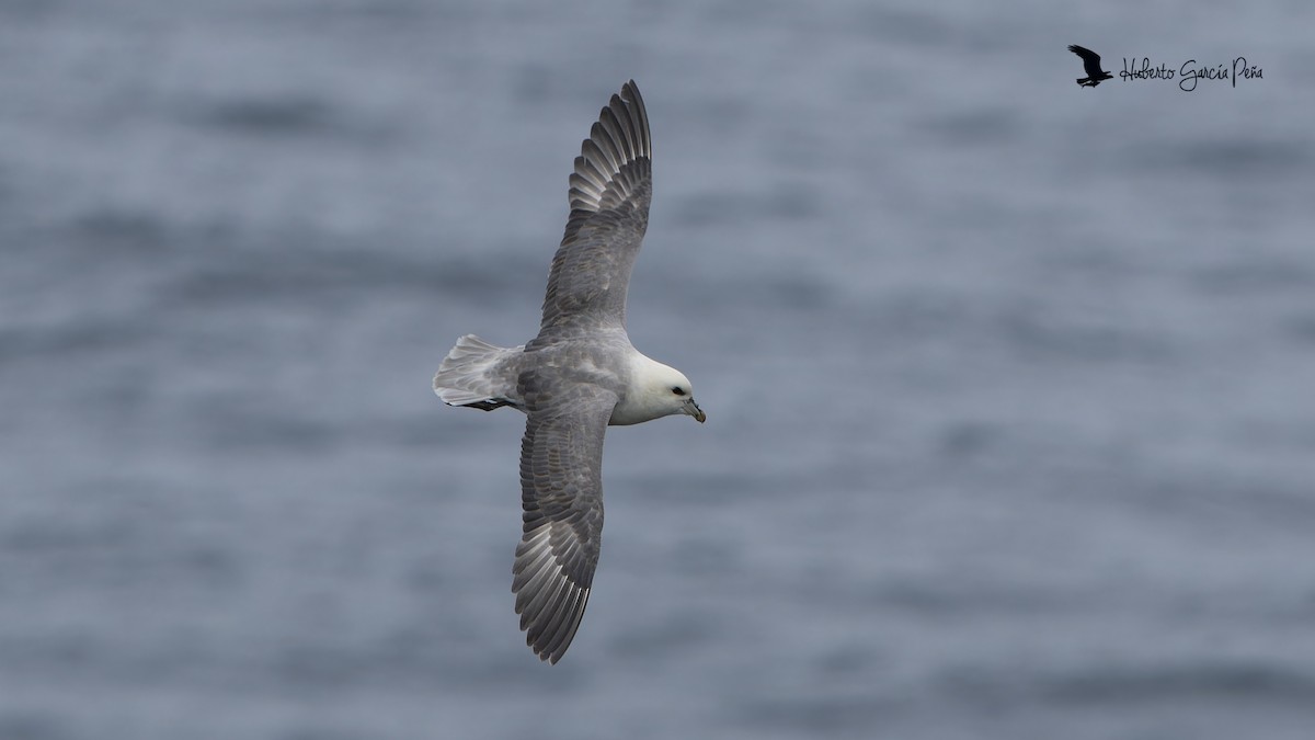Northern Fulmar - ML646595606
