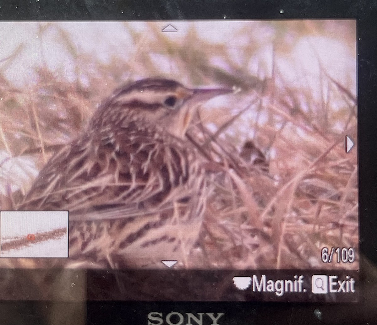 Eastern Meadowlark - ML646595617