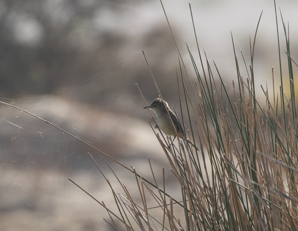 Clamorous Reed Warbler - ML646595618
