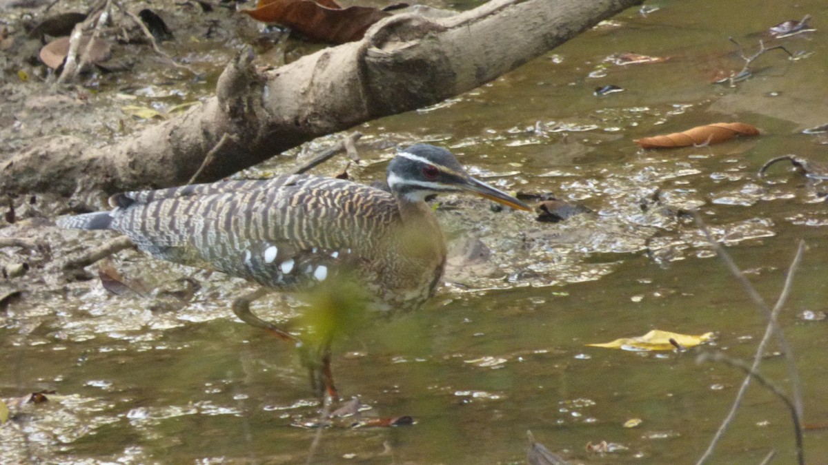 Sunbittern - ML646595625