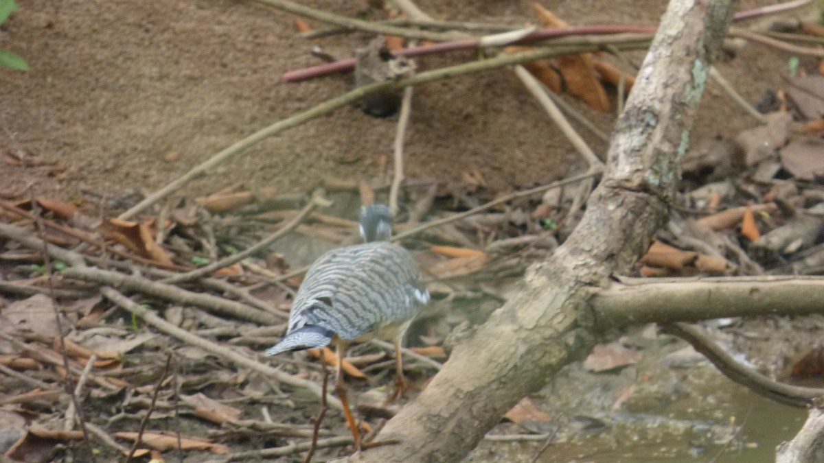 Sunbittern - ML646595626