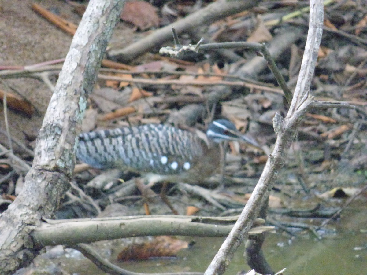 Sunbittern - ML646595627