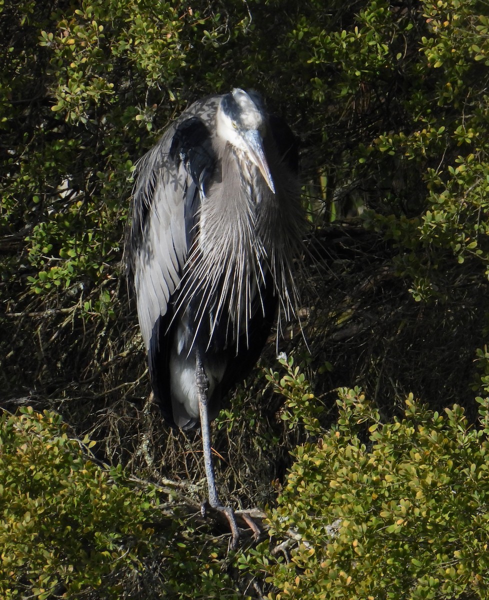 Great Blue Heron - ML646595628