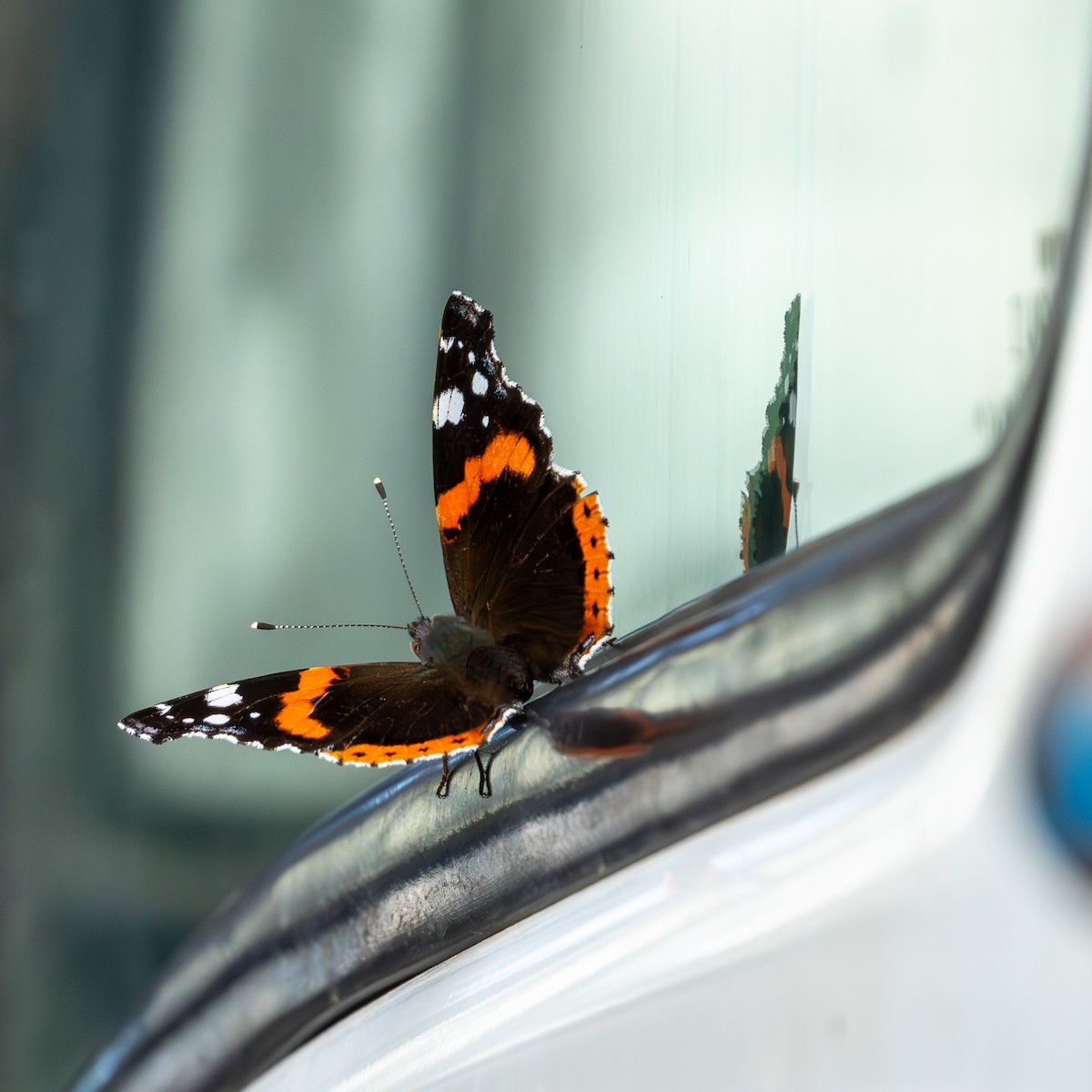 Red Admiral - ML646595629