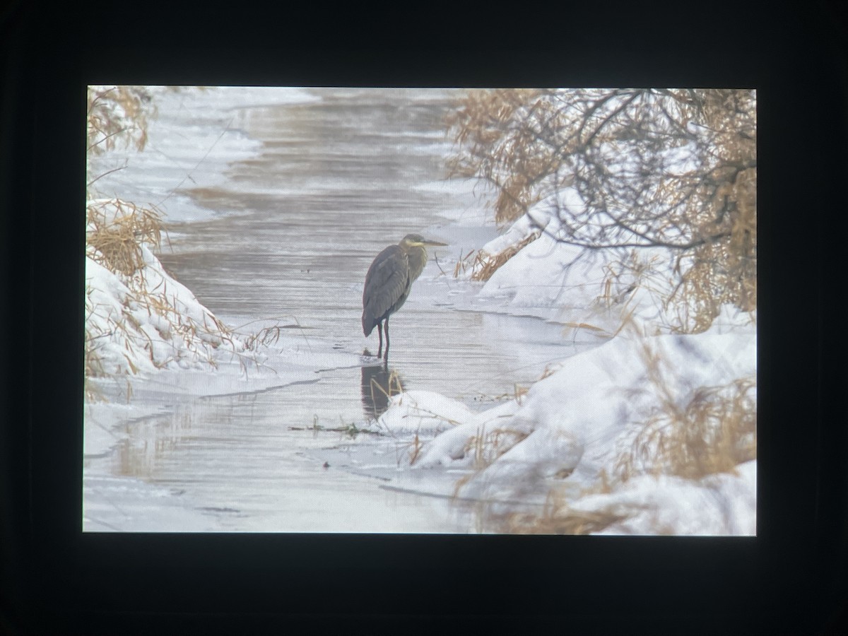 Great Blue Heron - ML646595637