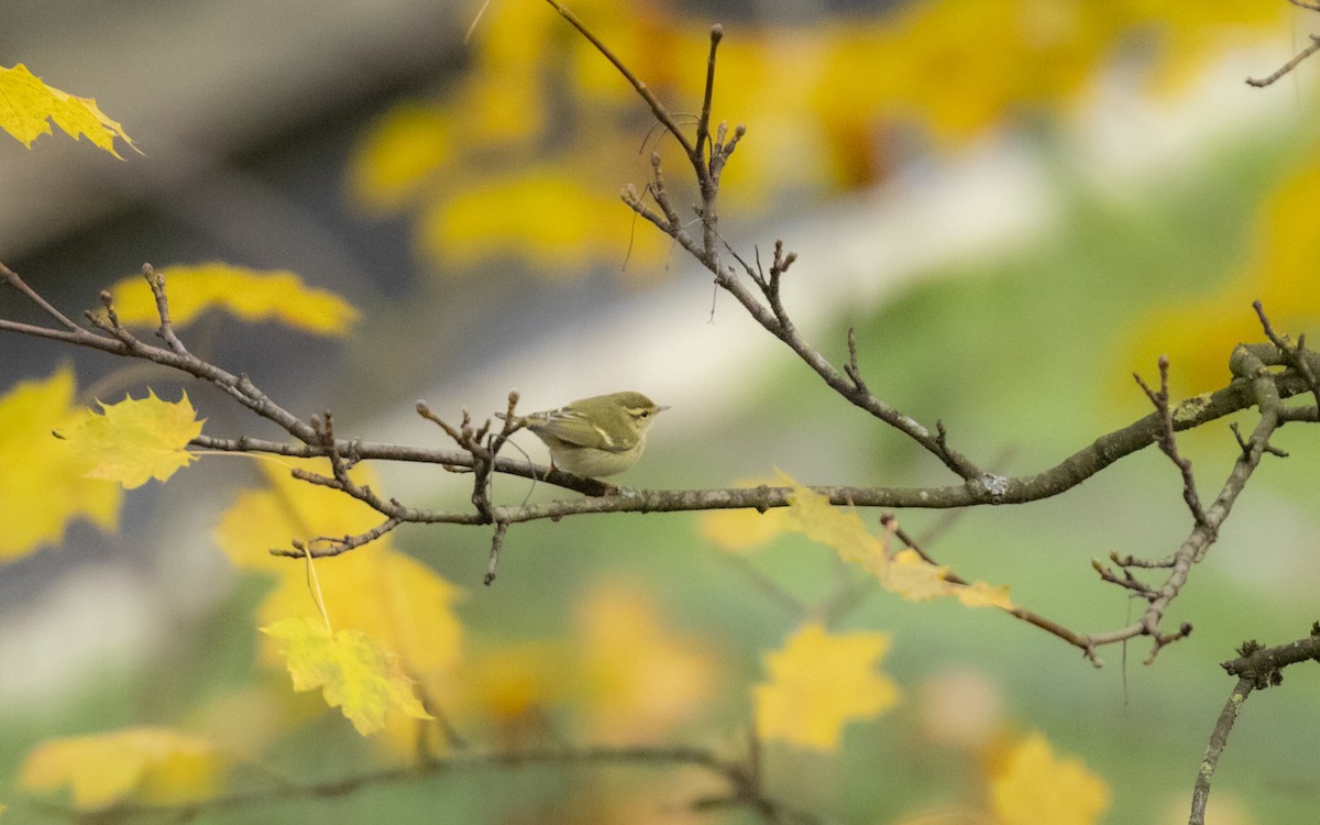 Yellow-browed Warbler - ML646595650